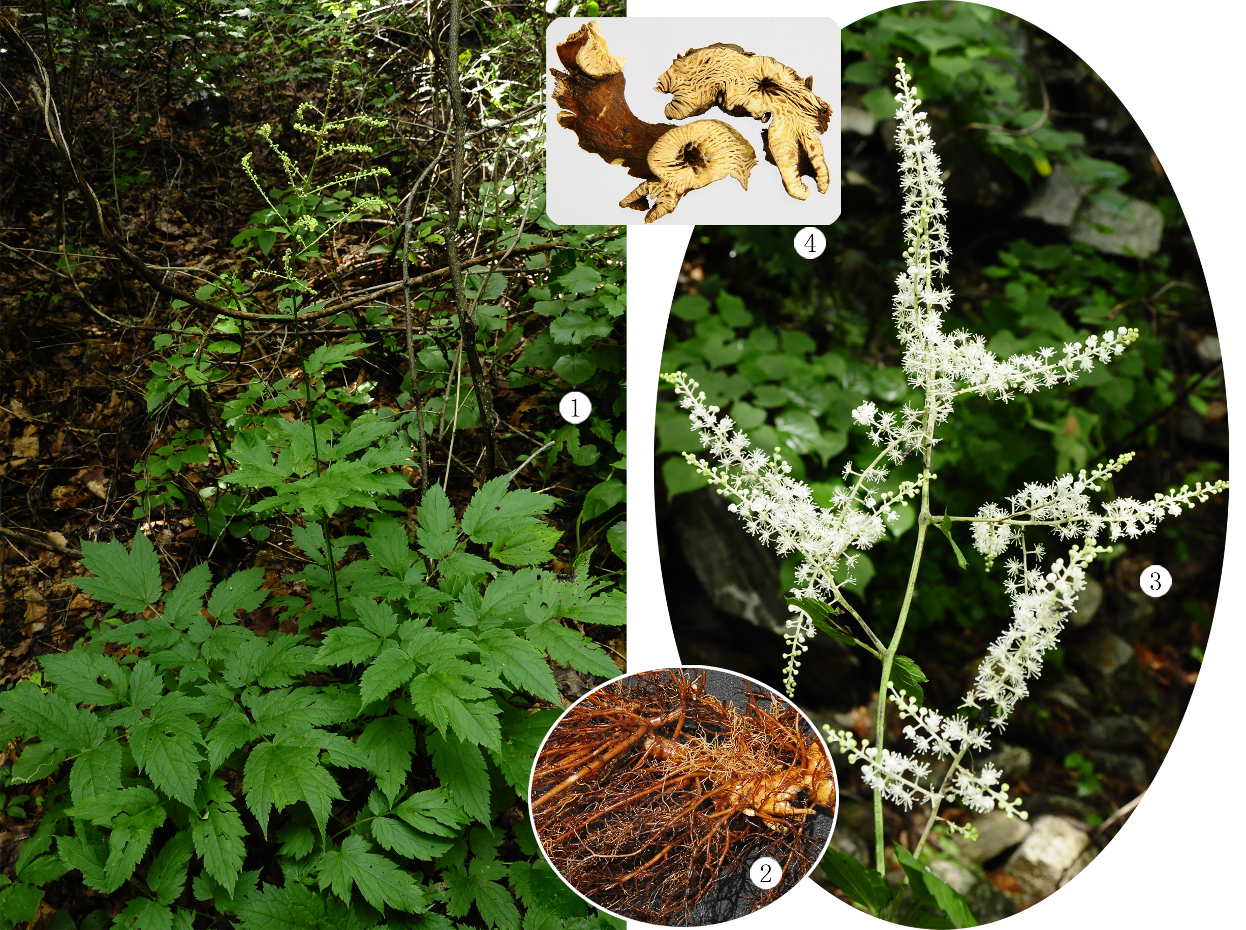 【别名 升麻,地芽龙,苦龙芽菜【基原 为毛茛科植物兴安升麻