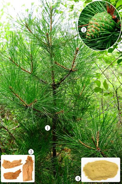 油松 yousong【别名 短叶松,红皮松【基原 为松科植物